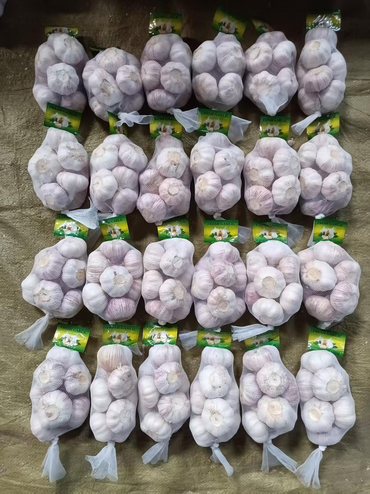 Normal White Garlic