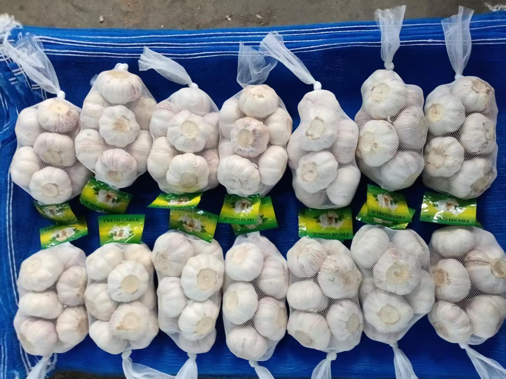 Normal White Garlic