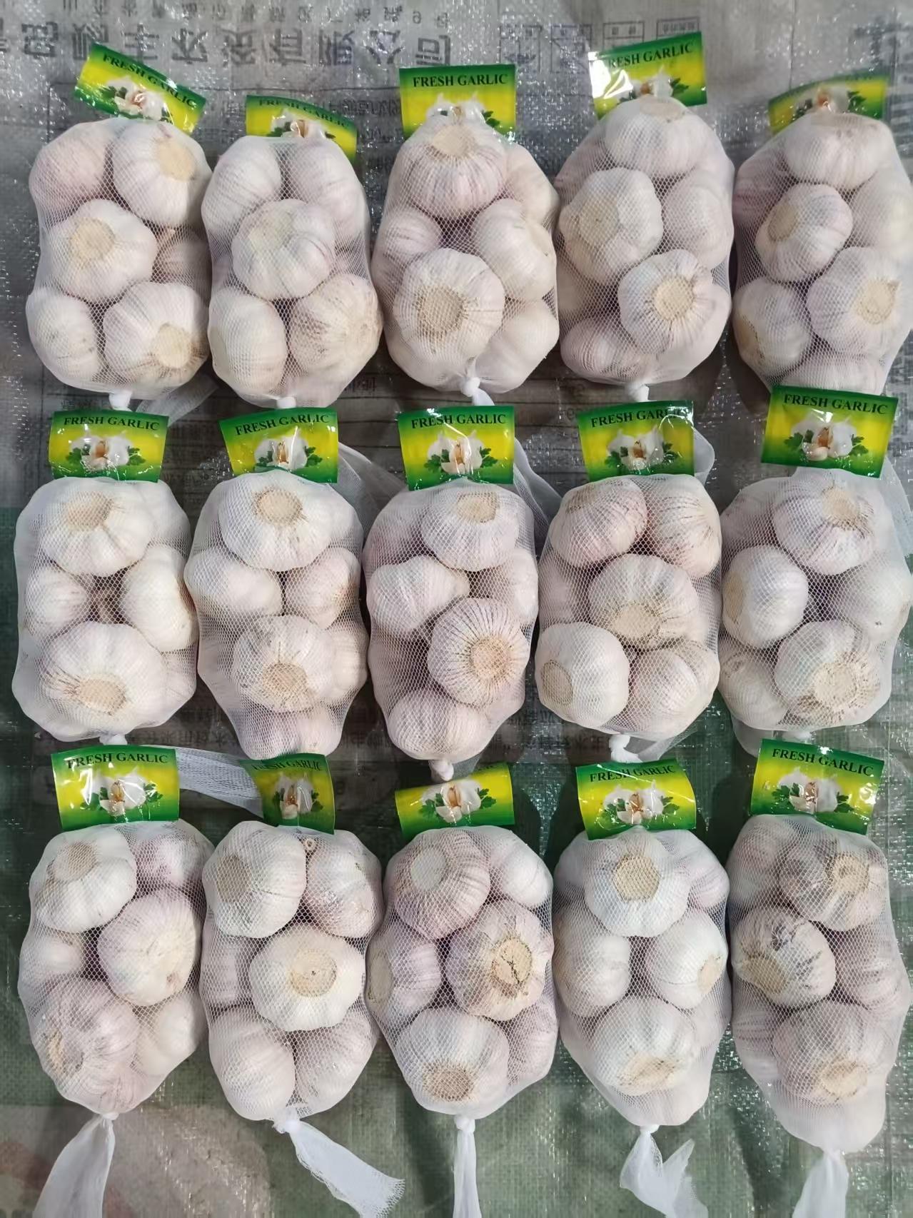 Normal White Garlic