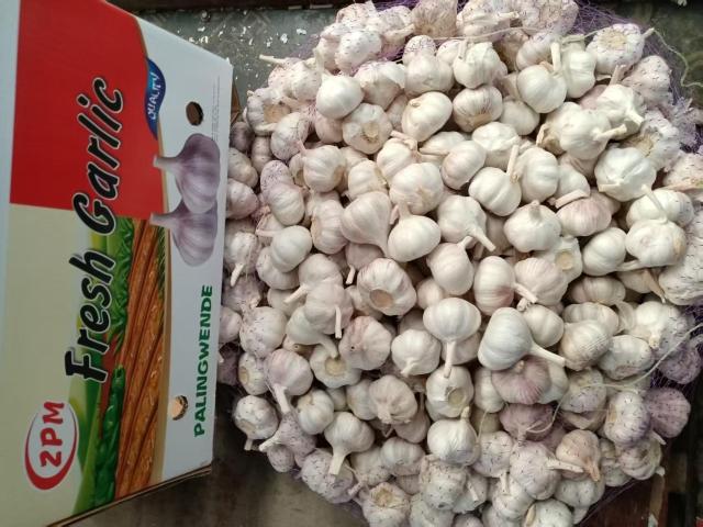 Normal White Garlic