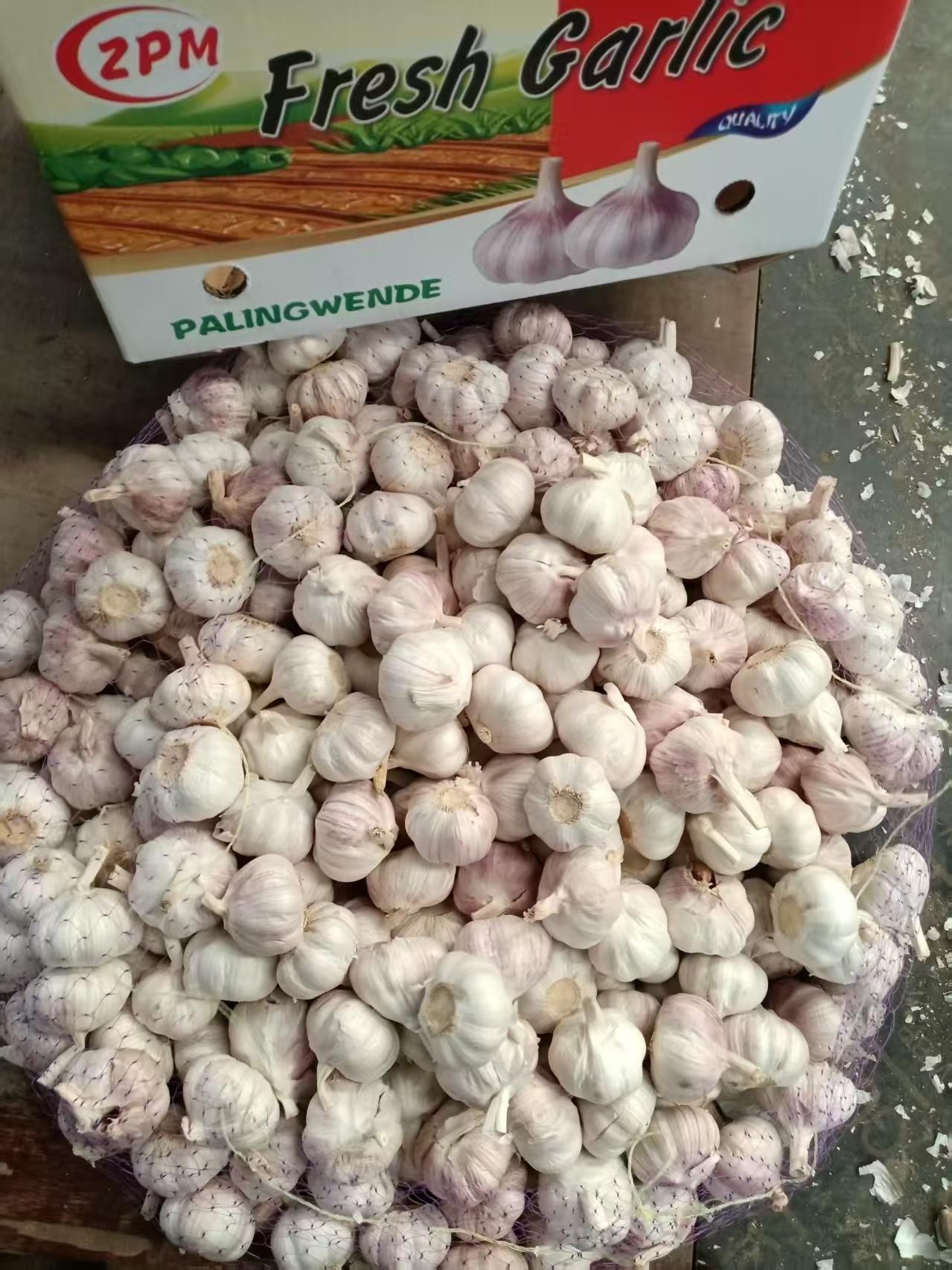 Normal White Garlic