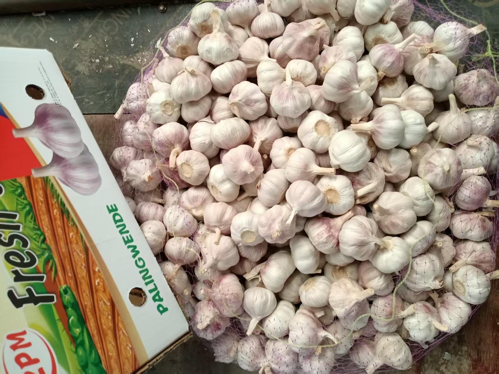 Normal White Garlic