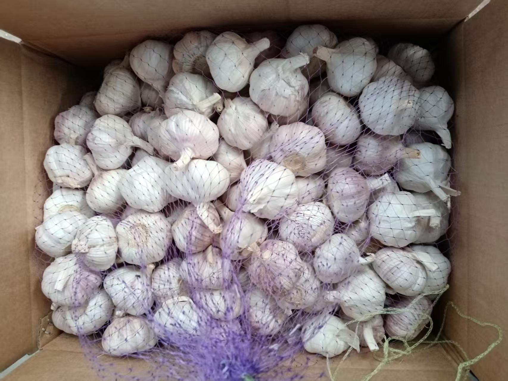 Normal White Garlic