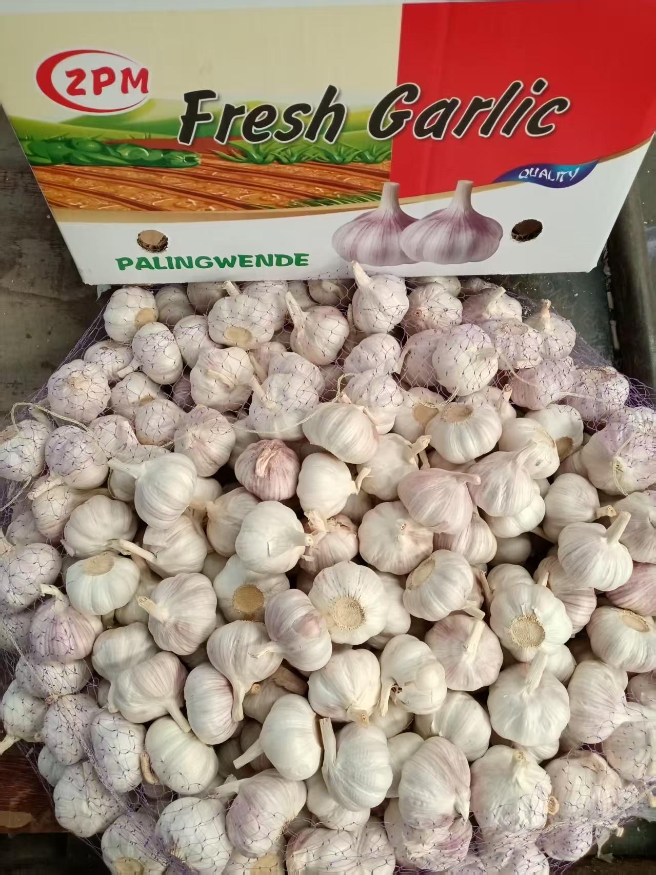 Normal White Garlic