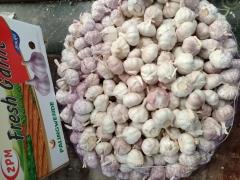 Normal White Garlic