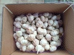 Normal White Garlic