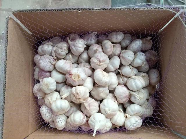 Normal White Garlic