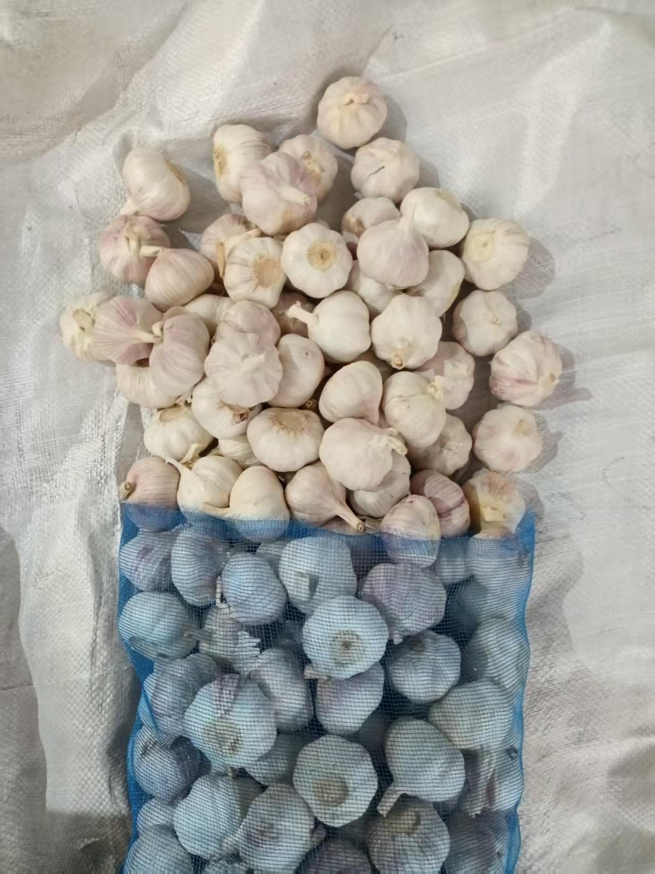 Normal White Garlic
