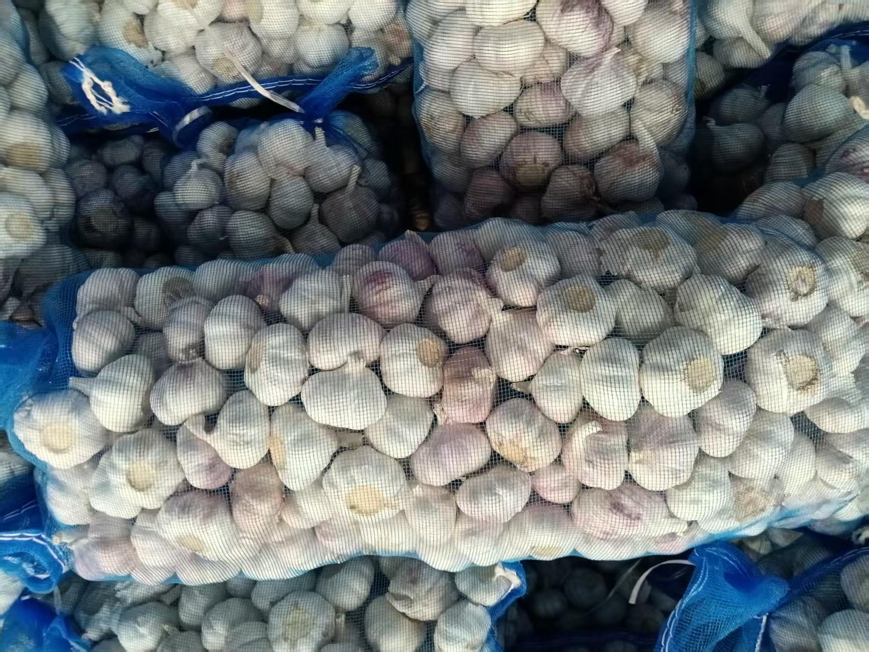 Normal White Garlic
