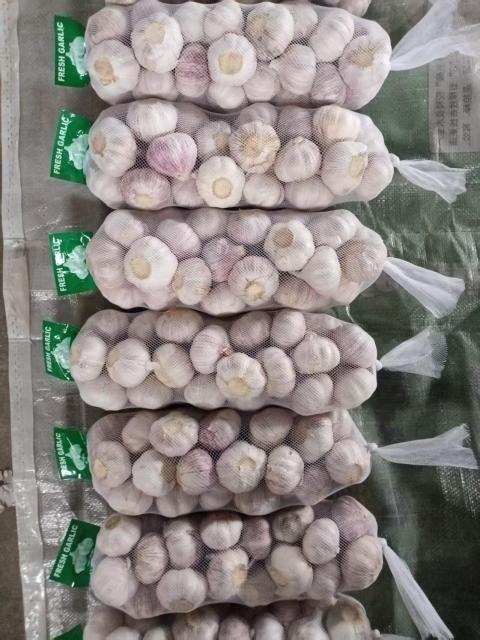 Normal White Garlic