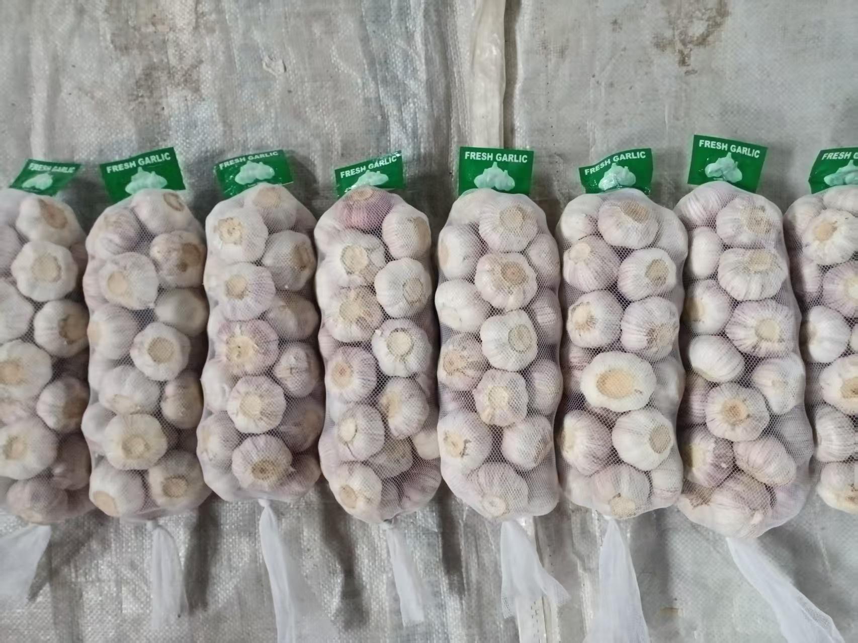 Normal White Garlic