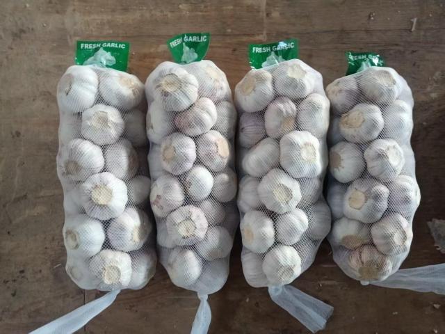 Normal White Garlic