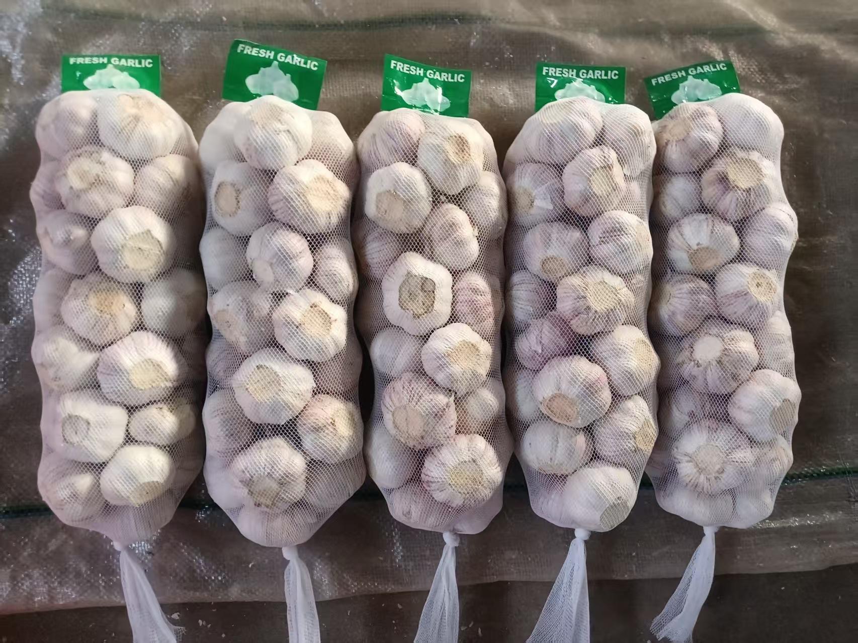 Normal White Garlic