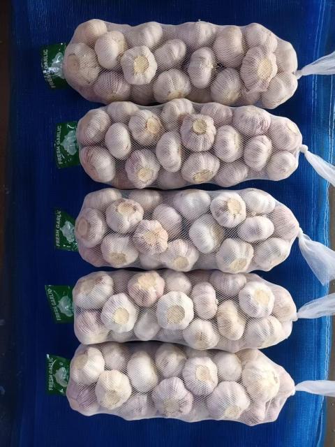 Normal White Garlic