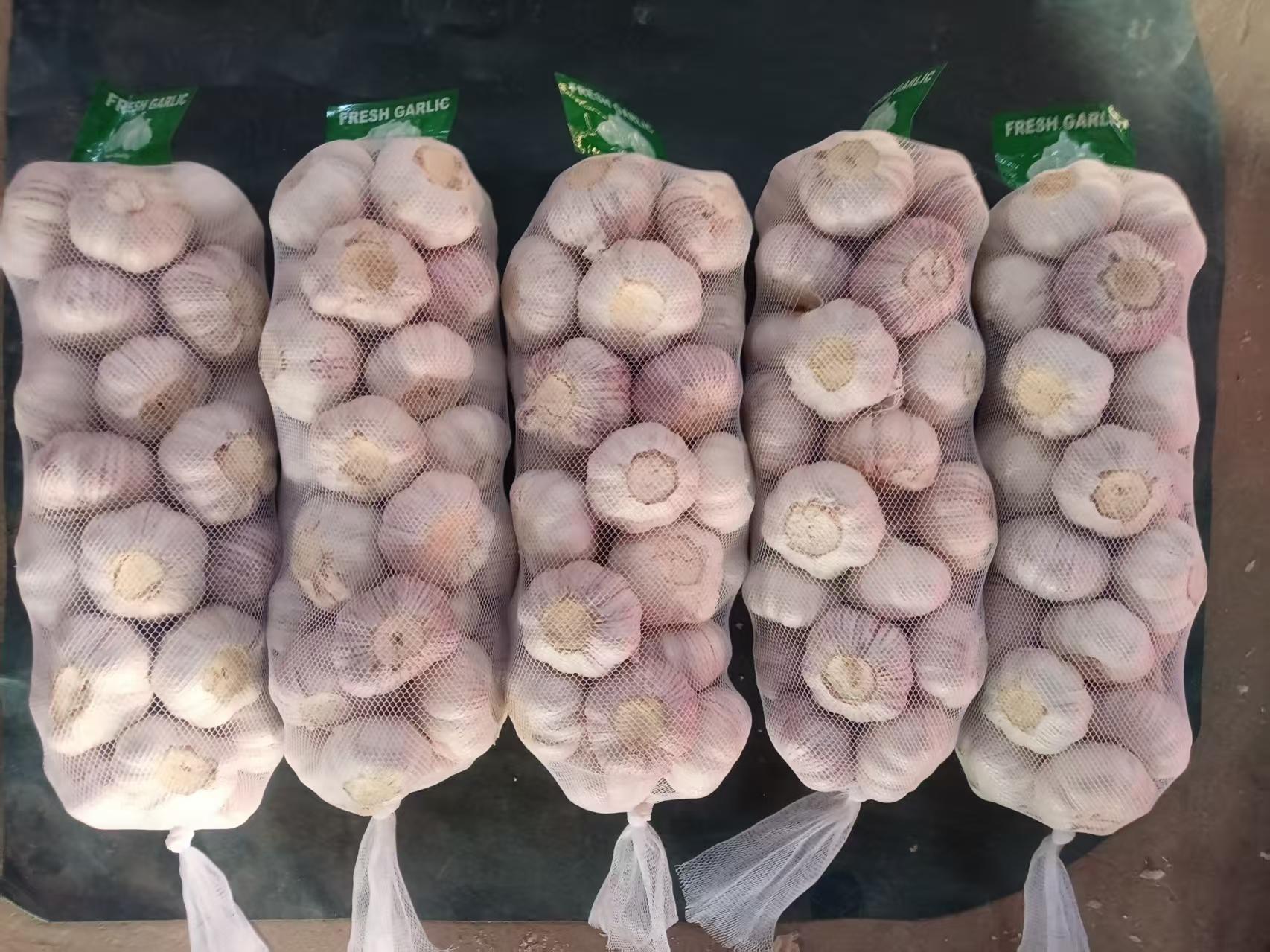 Normal White Garlic