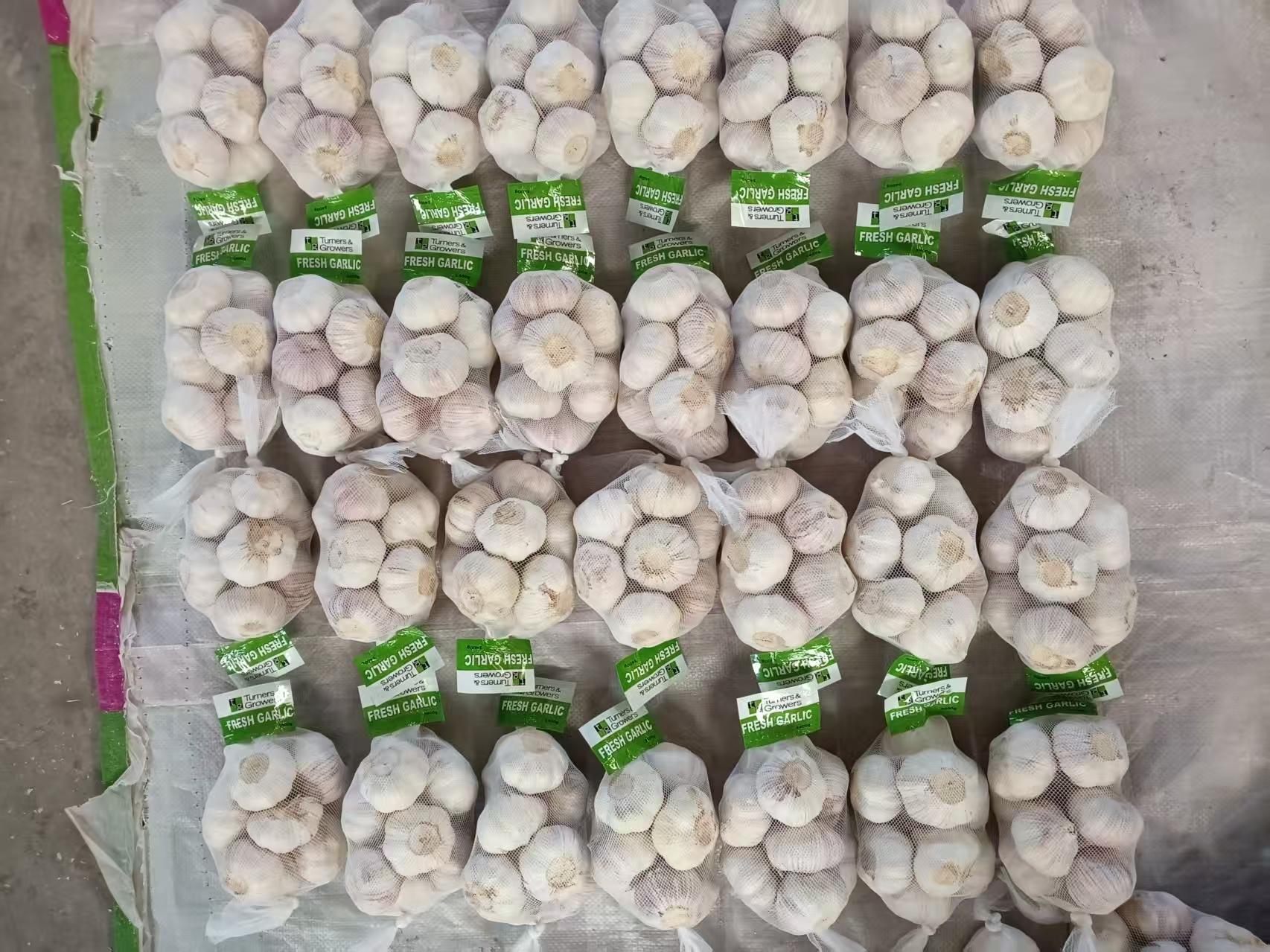 Normal White Garlic