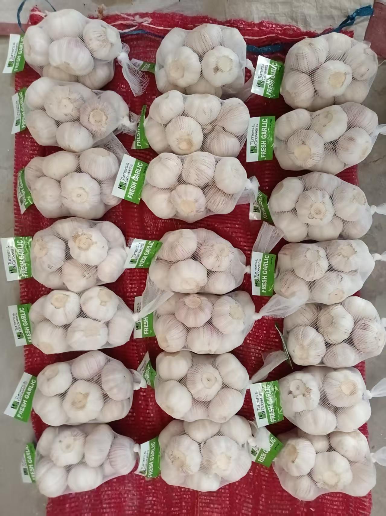 Normal White Garlic