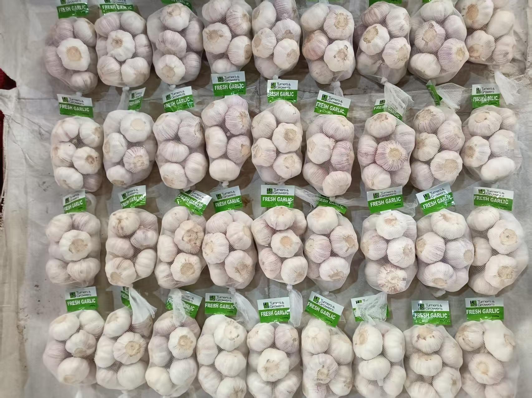 Normal White Garlic