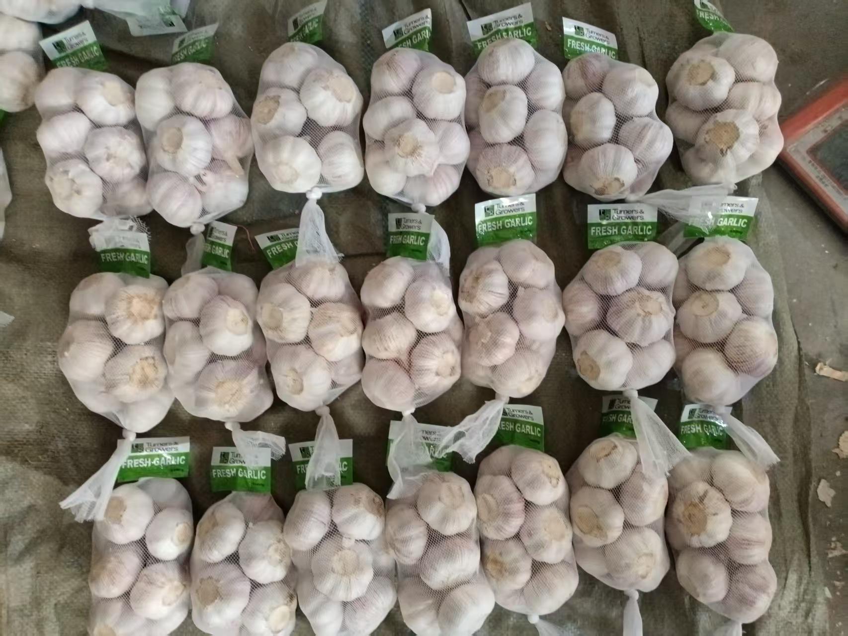Normal White Garlic
