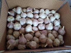 Normal White Garlic