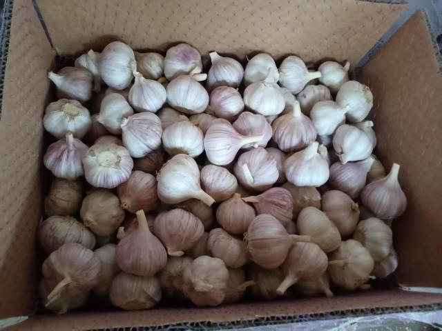 Normal White Garlic