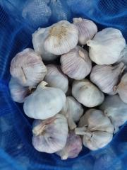 Normal White Garlic