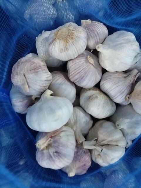 Normal White Garlic