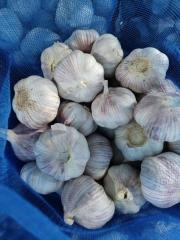 Normal White Garlic