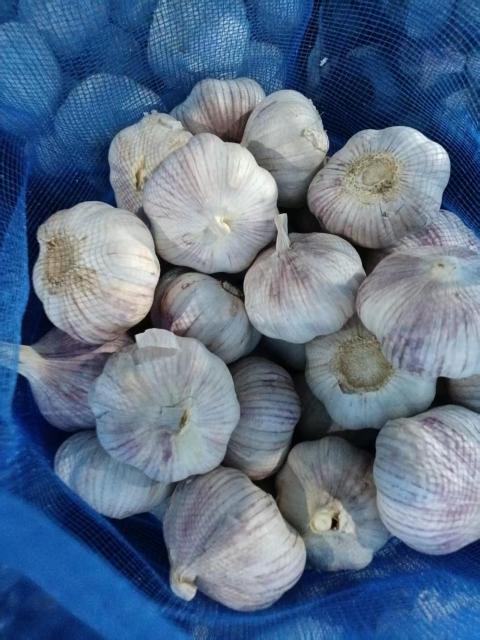 Normal White Garlic