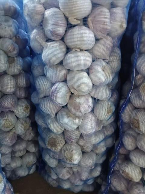 Normal White Garlic