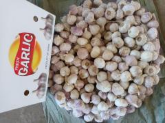 Normal White Garlic