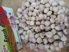 Normal White Garlic