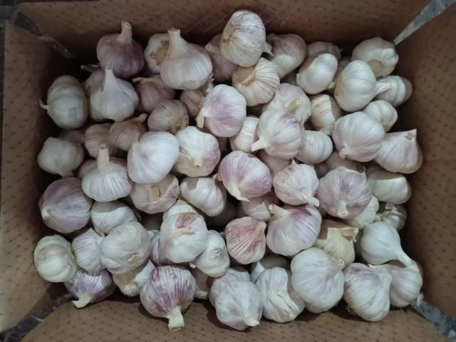 Normal White Garlic