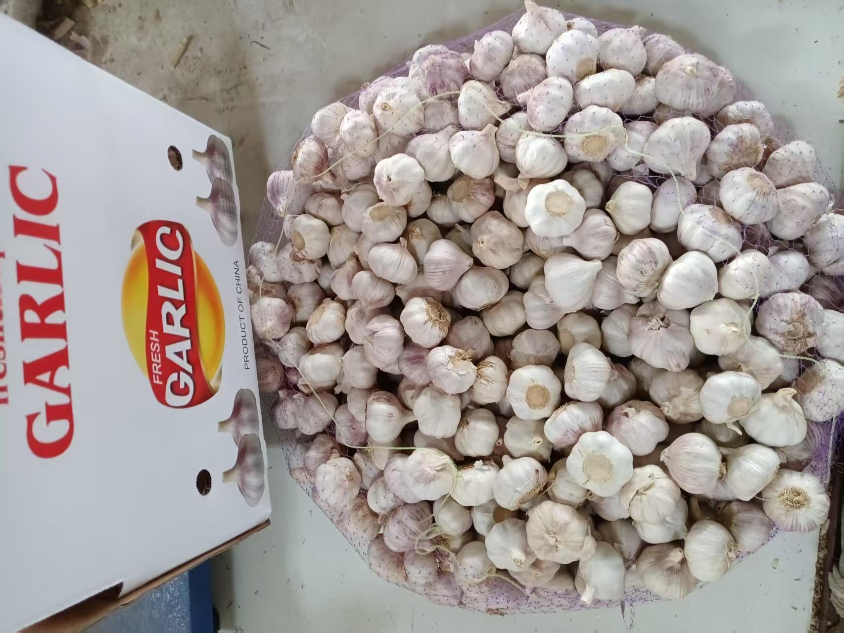 Normal White Garlic