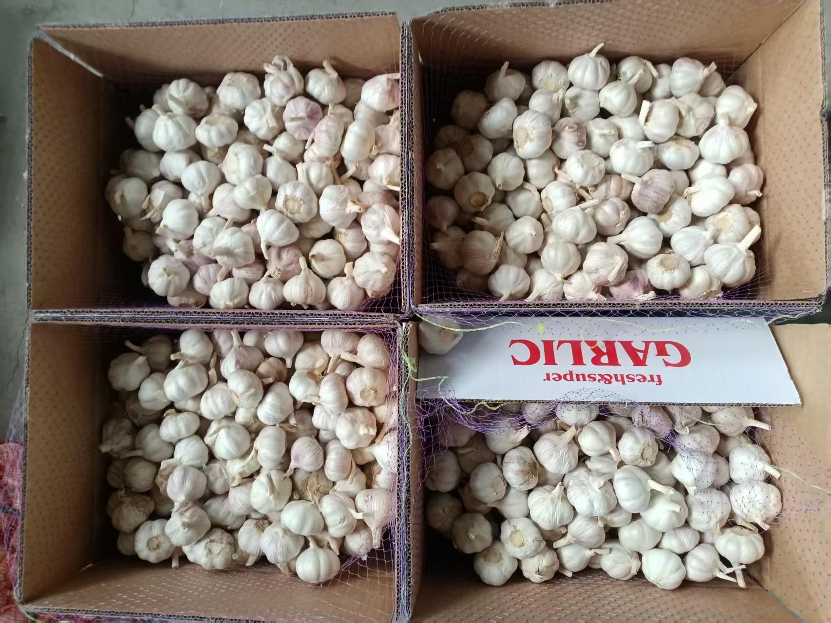 Normal White Garlic