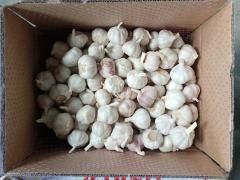 Normal White Garlic