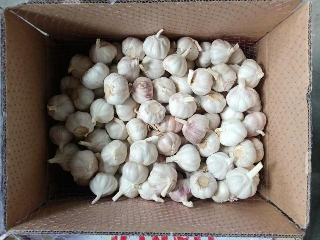 Normal White Garlic