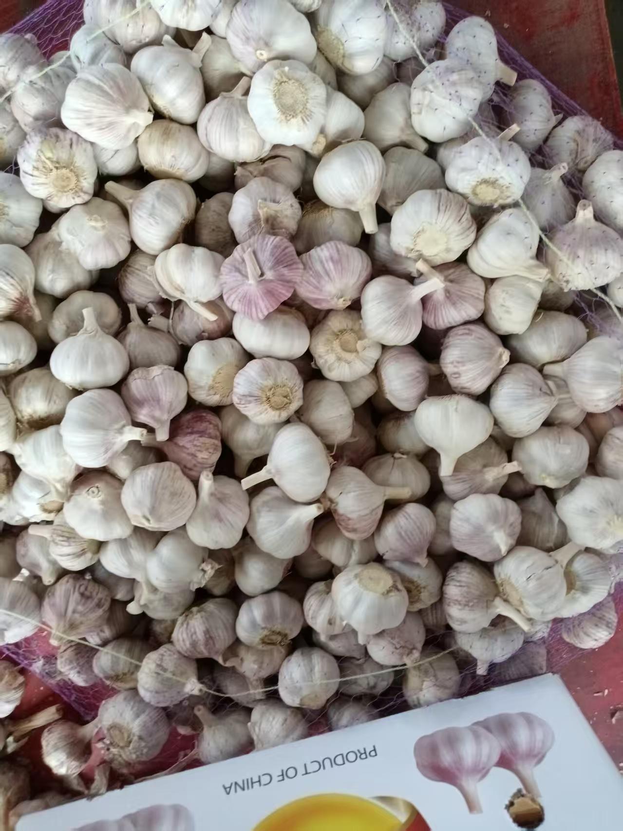 Normal White Garlic