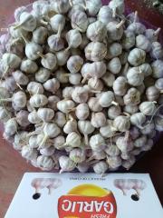 Normal White Garlic