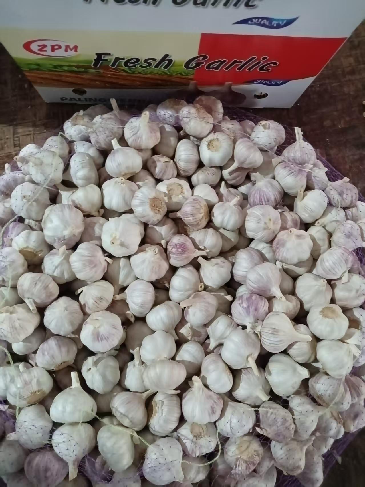 Normal White Garlic