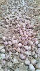 2026 New Crop Garlic