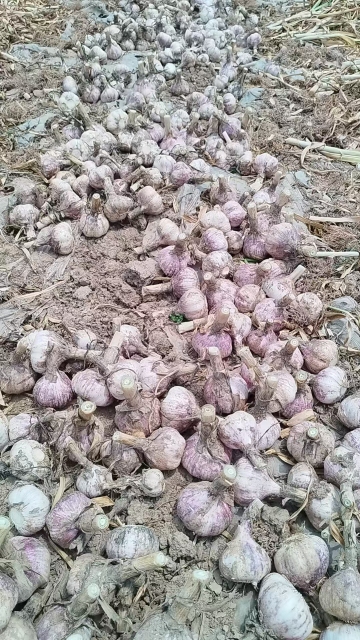 2026 New Crop Garlic