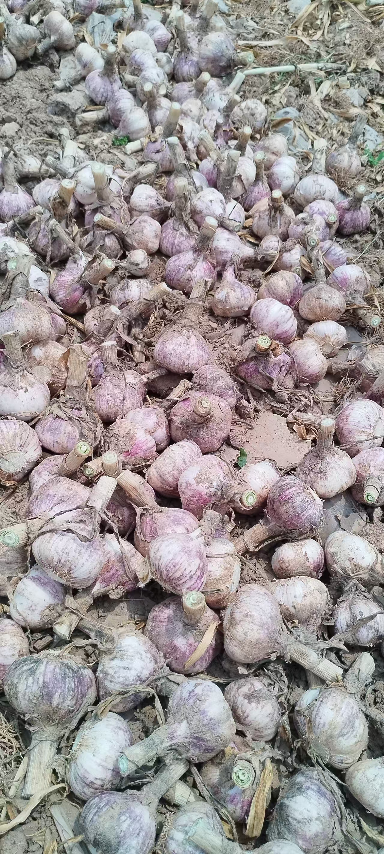 2026 New Crop Garlic