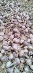 2026 New Crop Garlic