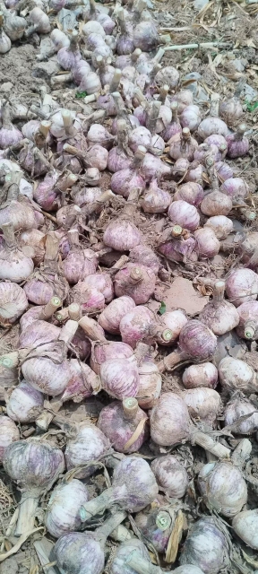 2026 New Crop Garlic