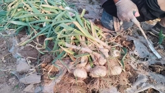 2026 New Crop Garlic