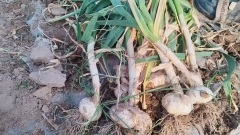 2026 New Crop Garlic