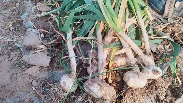 2026 New Crop Garlic