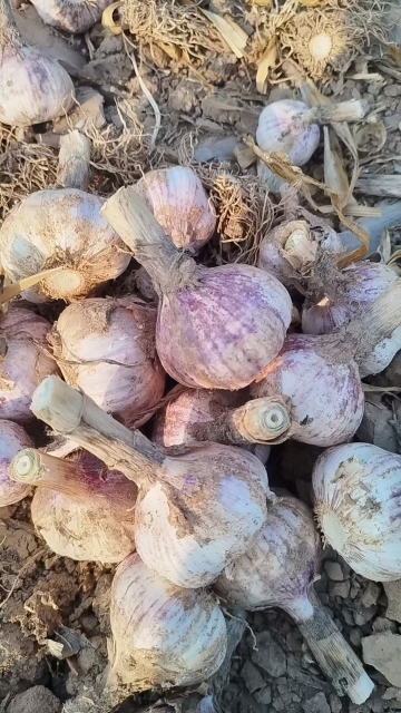 2026 New Crop Garlic