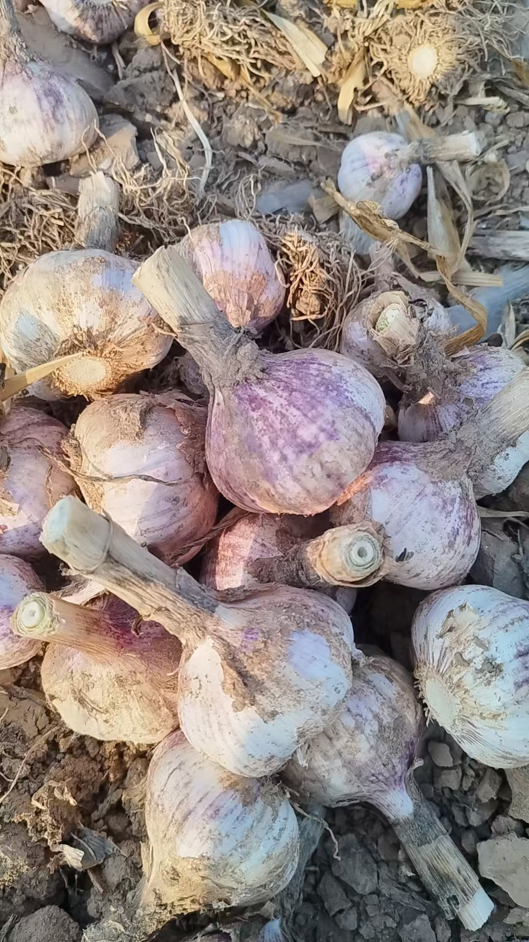 2026 New Crop Garlic
